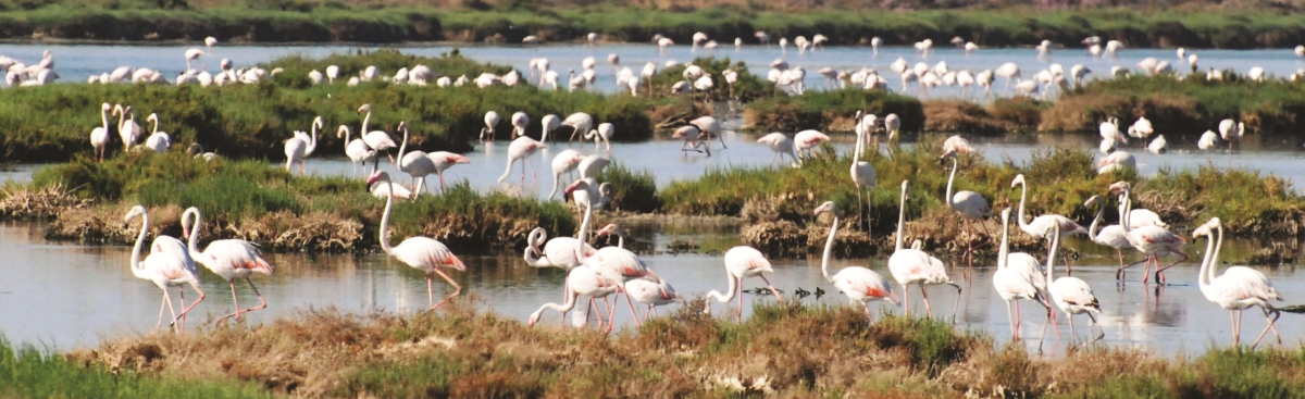 l&rsquo;environnement de demain