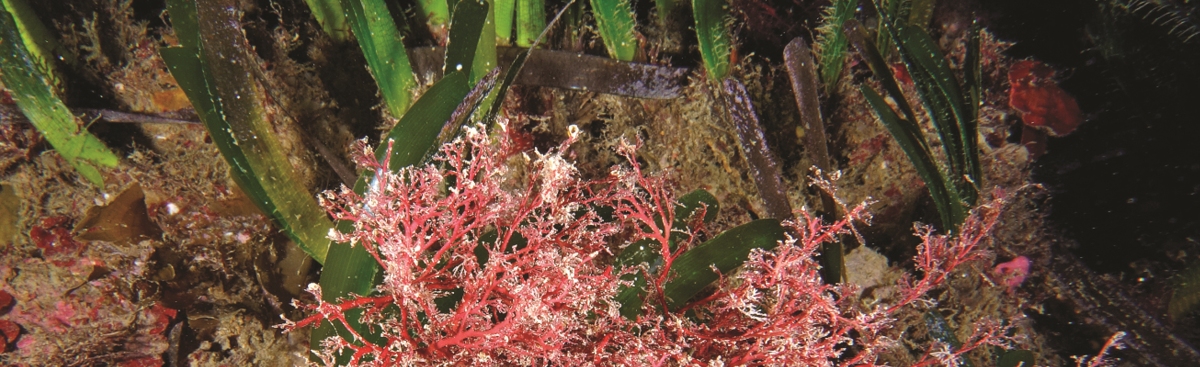 l&rsquo;environnement de demain